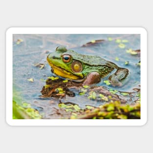 Resting Green Frog Photograph Sticker